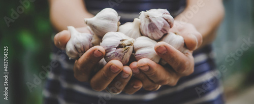 Obraz na płótnie harvest of garlic in the hands of a man. Selective focus.