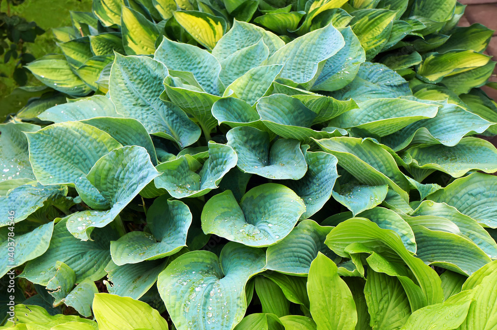 Obraz premium Foliage of Hosta (Funkia) with water drops on leaves.