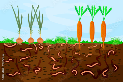 Ground cutaway with earthworms and vegetable. Earthworms in garden soil. Air and water passage in the soil created by earthworms. Plant vegetable fresh in compost food layer of soil with worm. Vector