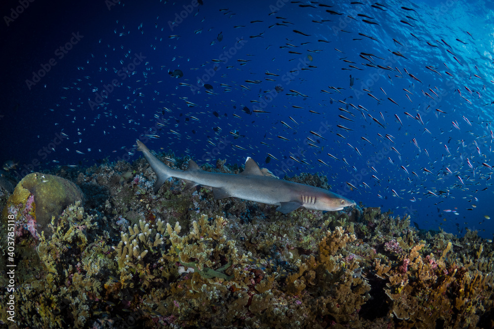 Fototapeta premium White tip reef shark swimming above tropical coral reef