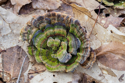 The Turkeytail (Trametes versicolor) is an inedible mushroom photo