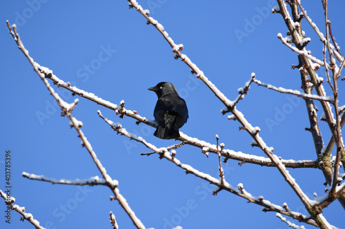 black bird sitting on a tree in winter