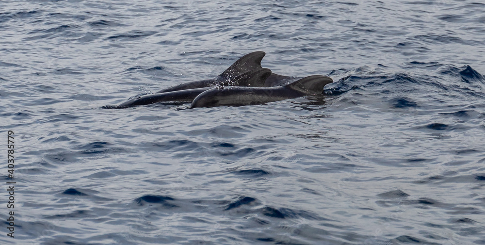 Naklejka premium Pilot Whales, Canary islands