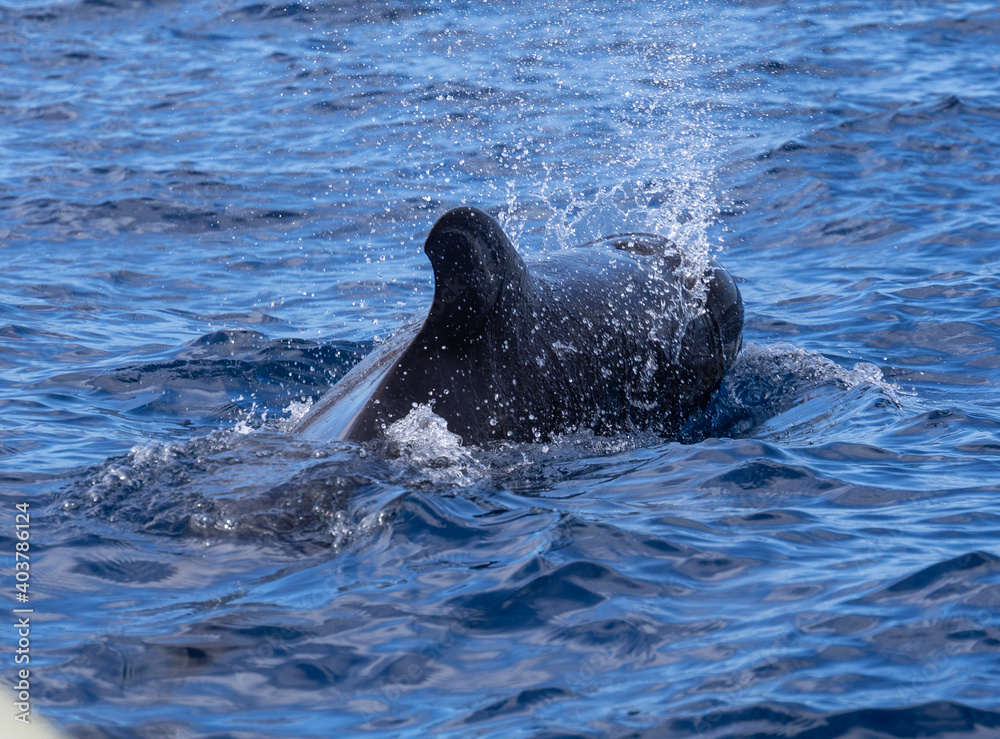 Fototapeta premium Pilot Whales, Canary islands
