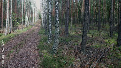 Fototapeta Naklejka Na Ścianę i Meble -  Brzozowa Aleja