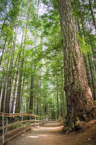 Pathway through trees in green canadian forest