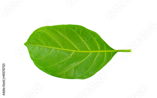 Leaves of jackfruit isolated on a white backgroud