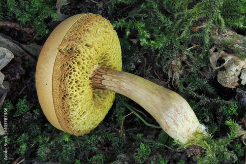 The Xerocomus ferrugineus s.l. is an edible mushroom