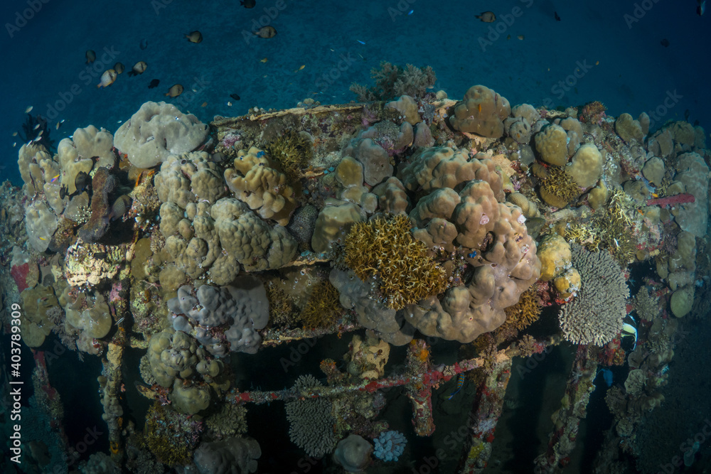Ship wreck in Papua New Guinea on coral reef ( Atun wreck in Rabaul ...