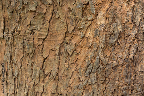 Aged Tree bark background texture