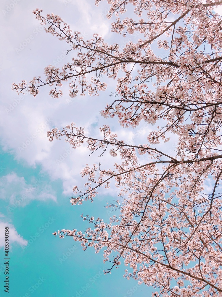 空をバックに撮影した桜