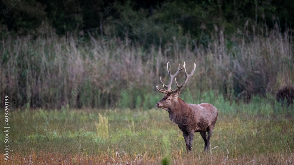Obraz premium Cerf Elaphe