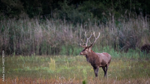 Cerf Elaphe