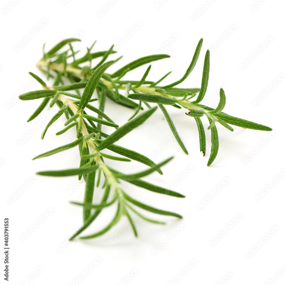 Fototapeta premium rosemary isolated on white
