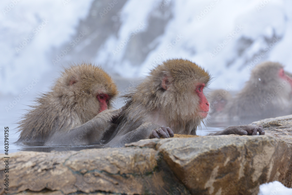 Fototapeta premium Japanese monkeys in Nagano prefecture in Japan 