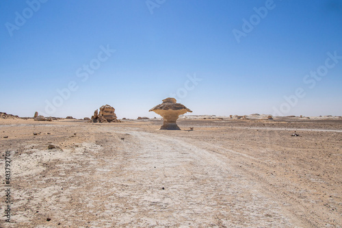 mushrooms in the desert