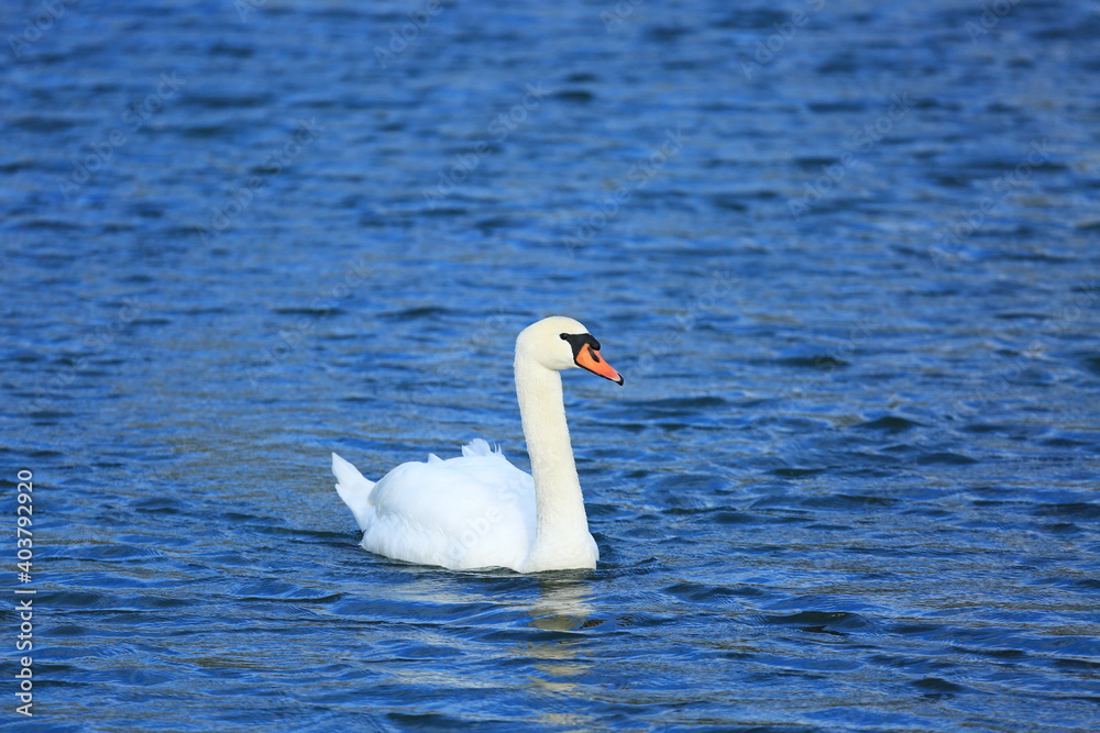 Fototapeta premium Swan on the lake; beautiful elegant bird in natural habitat