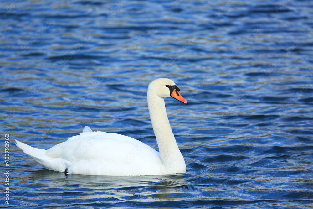 Swan on the lake; beautiful elegant bird in natural habitat Swan on the lake; beautiful elegant bird in natural habitat