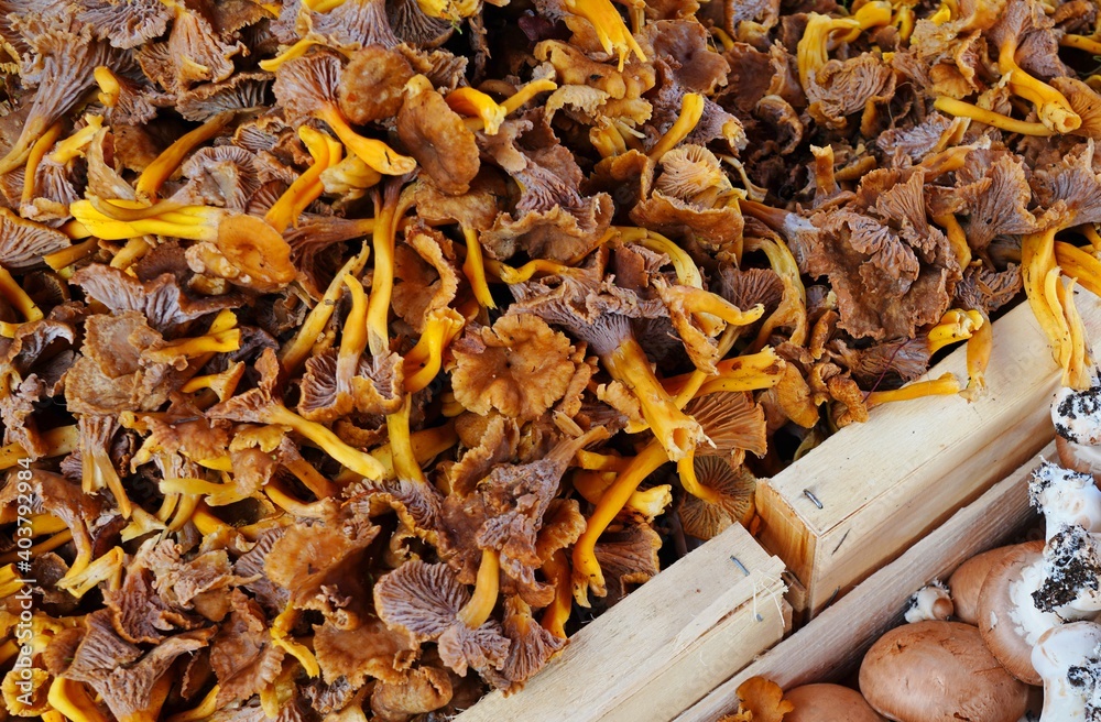 Chanterelle mushroom for sale at a farmers market in France