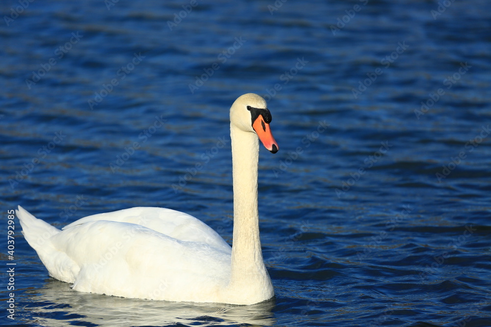 Swan on the lake; beautiful elegant bird in natural habitat Swan on the lake; beautiful elegant bird in natural habitat