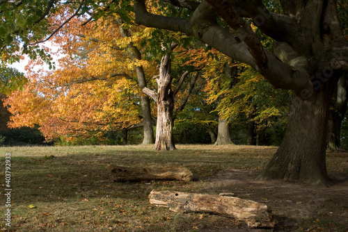 Autumn trees in a park, photo