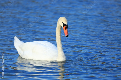 Swan on the lake; beautiful elegant bird in natural habitat