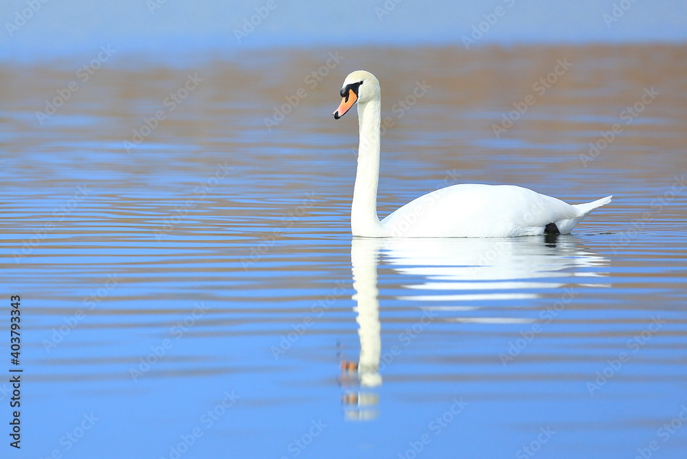 Fototapeta premium Swan on the lake; beautiful elegant bird in natural habitat