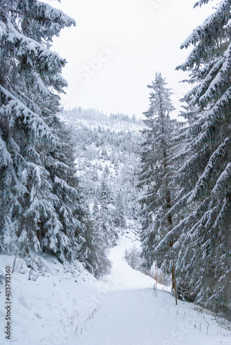 Der Weg im Winterwald voll schneebedeckt © Ira Mathes