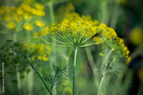 Fresh dill (Anethum graveolens) growing on the vegetable bed. Annual herb, family Apiaceae.  Growing fresh herbs. Green plants in the garden, ecological agriculture for producing  healthy food concept