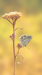 Sierkussen Geel Blauwe vlinder op zomerse weidebloem  © Kakteen