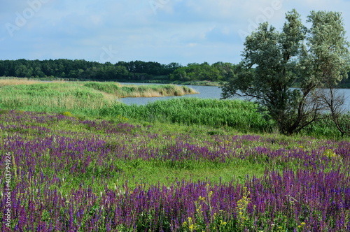 The glade of blooming sage on the banks of a small steppe river.