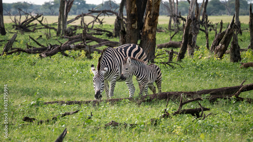 Eine gestreifte Zebra Mutter mit ihrem jungen Fohlen beim Grasen w  hrend einer Safari in der Savanne von Simbabwe