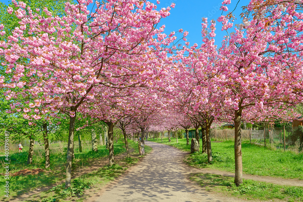 Alley of blossoming cherry trees called Mauer Weg English: Wall Path following the path of former Wall in Berlin, Germany. Bright sunlight with shadows. Alley of blossoming cherry trees called Mauer Weg English: Wall Path following the path of former Wall in Berlin, Germany. Bright sunlight with shadows.