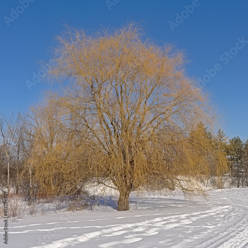 Hiking and cross country skiing traill in the snow between bare trees and shrubs on a sunny day with clear blue sky in Ottawa, Canada 