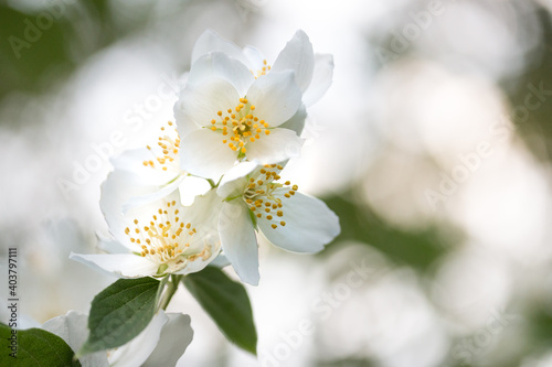 Makroaufnahme weißer Kirschblüten Zweig