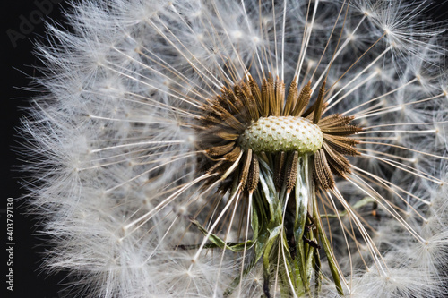 Makroaufnahme L  wenzahn Pusteblume  Samen vor schwarzem Hintergrund