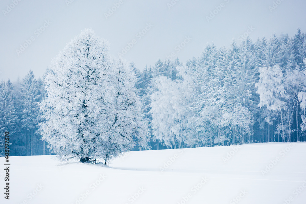Fototapeta premium Winterlandschaft - Wald mit Schnee und Baum im Vordergrund