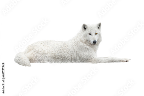 A white arctic wolf lies in the snow. Isolated on white background.