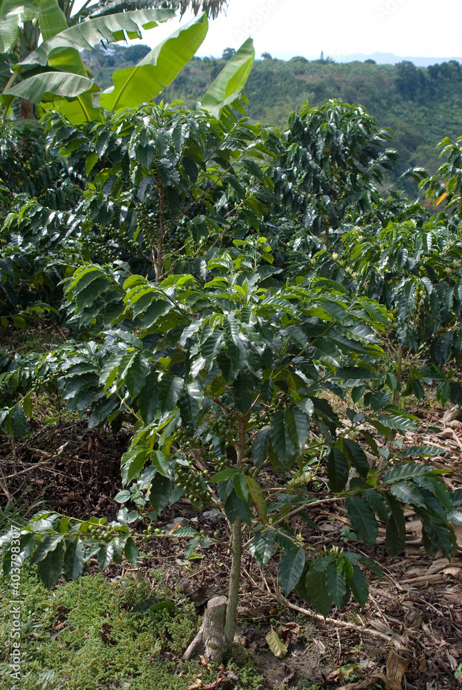 Coffee plant, Recuca, Armenia, Colombia. Coffee plant, Recuca, Armenia, Colombia.