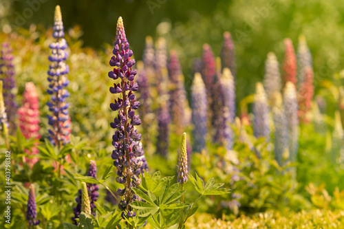 Lupine flowers in the garden