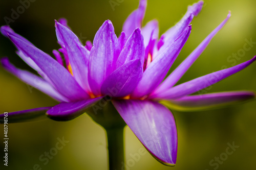 Die Seerosen (Nymphaea) sind eine Pflanzengattung in der Familie der Seerosengewächse (Nymphaeaceae). Die weltweit verbreitete Gattung umfasst etwa 50 Arten.