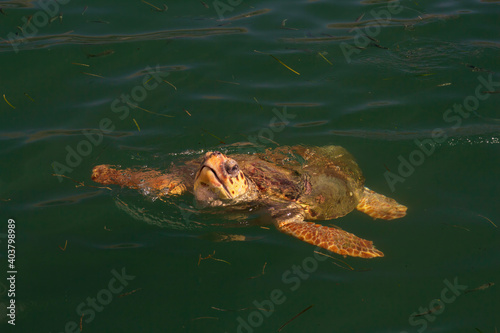 Loggerhead sea turtle surfacing to breath.