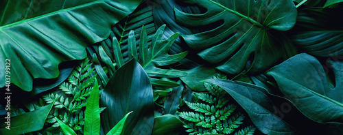 closeup tropical green leaf background. Flat lay, fresh wallpaper banner concept © Nabodin