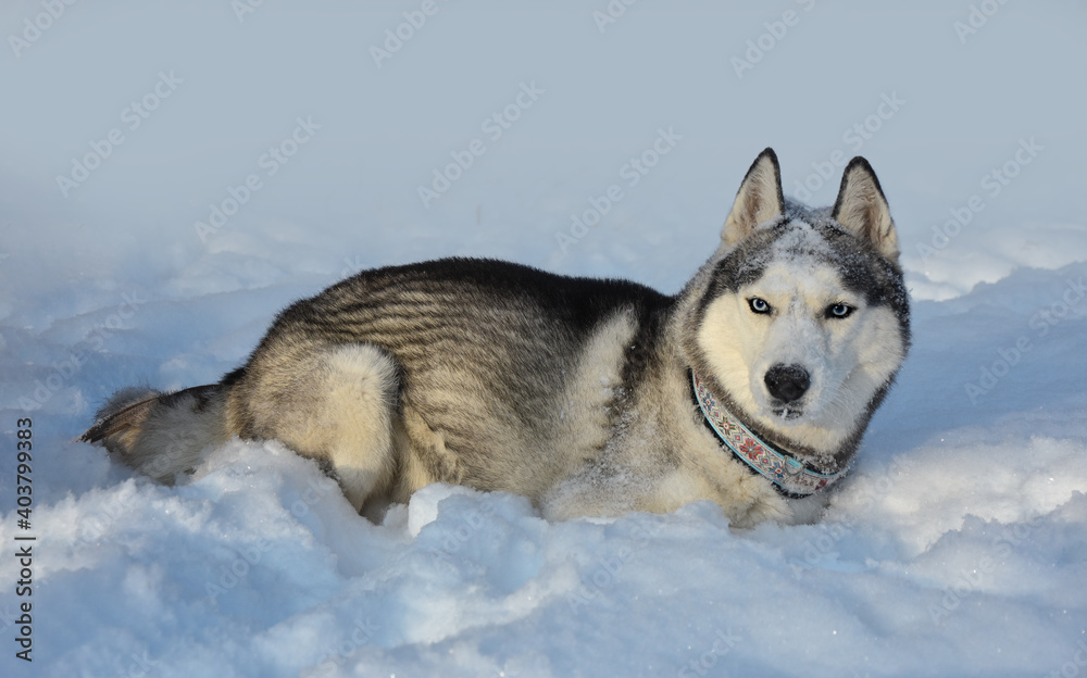 Beautiful male dog breed Siberian husky black white with blue eyes lies in the snow in a blizzard and snowfall snow
Beautiful portrait of a northern breed dog in winter in the cold