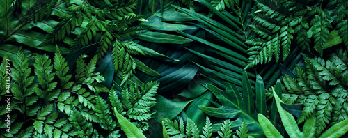 Stampa su tela closeup tropical green leaf background