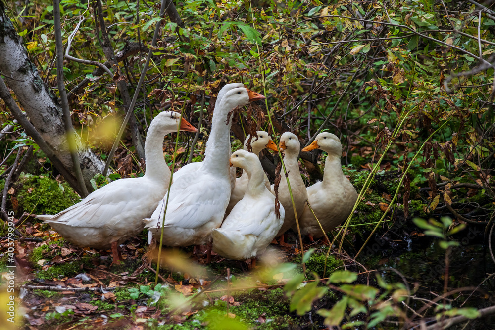 Obraz premium A group of white ducks and geese with yellow beaks in the autumn forest in the wild are hiding from hunters. Home breeding birds for meat and feathers.