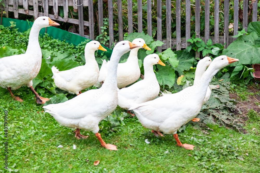 Obraz premium A group of white ducks and geese with yellow beaks in the autumn forest in the wild are hiding from hunters. Home breeding birds for meat and feathers.
