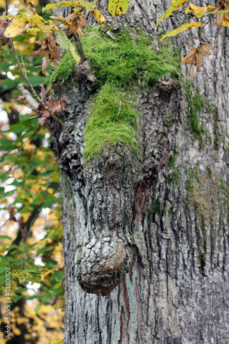 Fototapeta Naklejka Na Ścianę i Meble -  Drzewo porośnięte mchem przypominające słonia.  