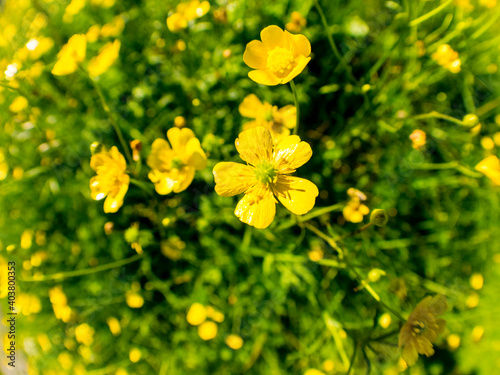 Selective focus, spring beautiful yellow flowers on the green background, fisheye image. © Victoria