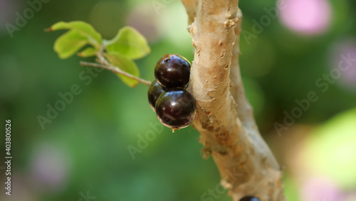 Closeup shot of fruits on a Brazilian grapetree photo